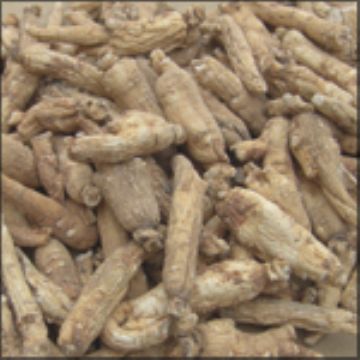 American Ginseng Extract